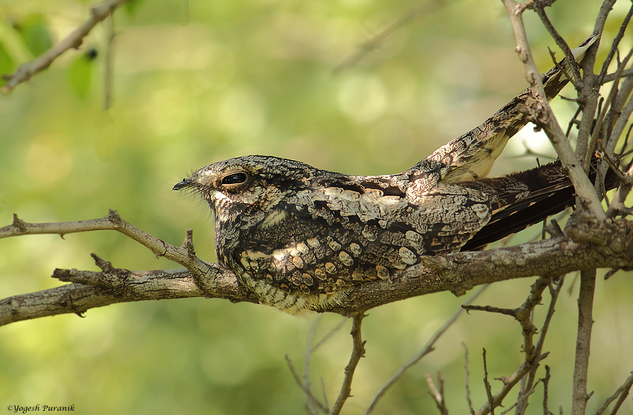 Indian NightJar Rare Beauty to get on branch