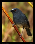 White Bellied Shortwing