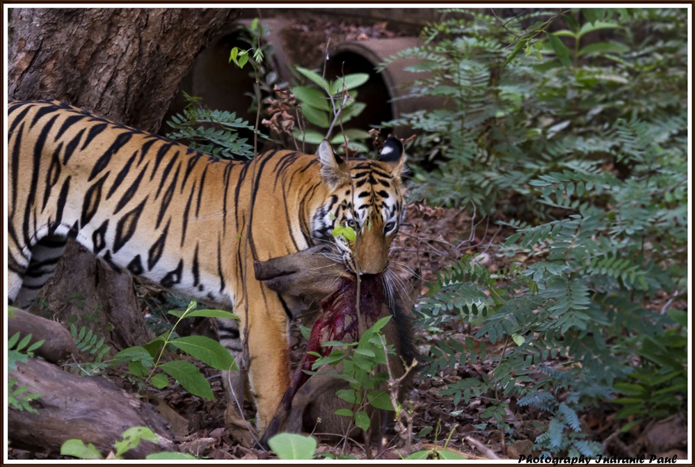 Tiger Predation - Page 19 - Animal vs Animal